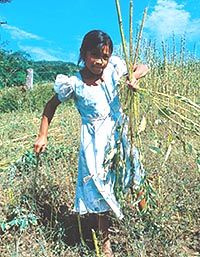 Margin working in the fields
