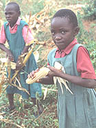 Wayua removing cobs from the maize stalks