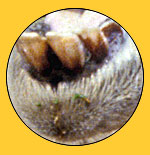 transport puzzle picture