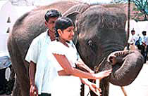 Shakya with an elephant